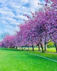 城市中的櫻花仙境!愛丁堡櫻花拍照熱點一次看
